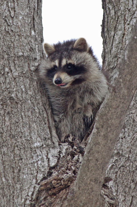 raccoon