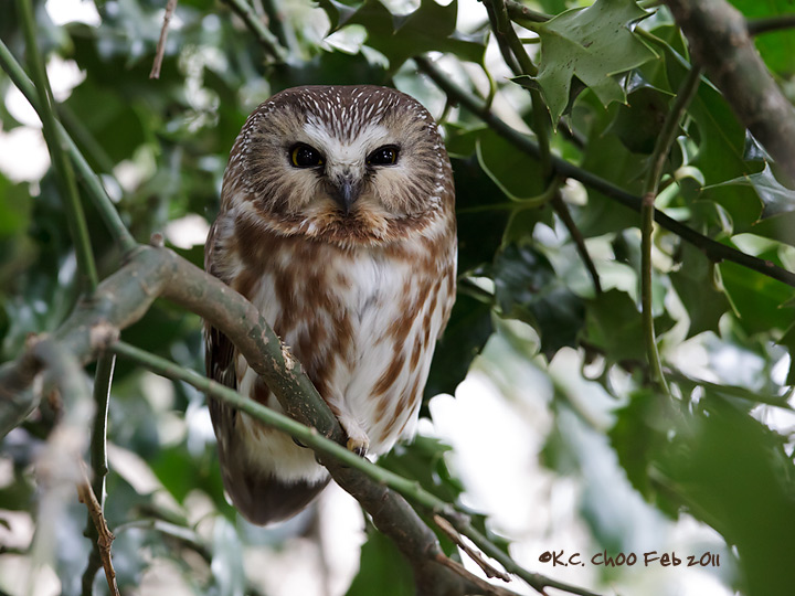 Northern Saw-whet Owl