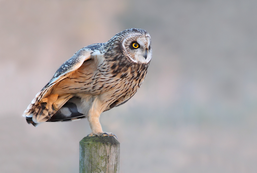 Short Eared Owl