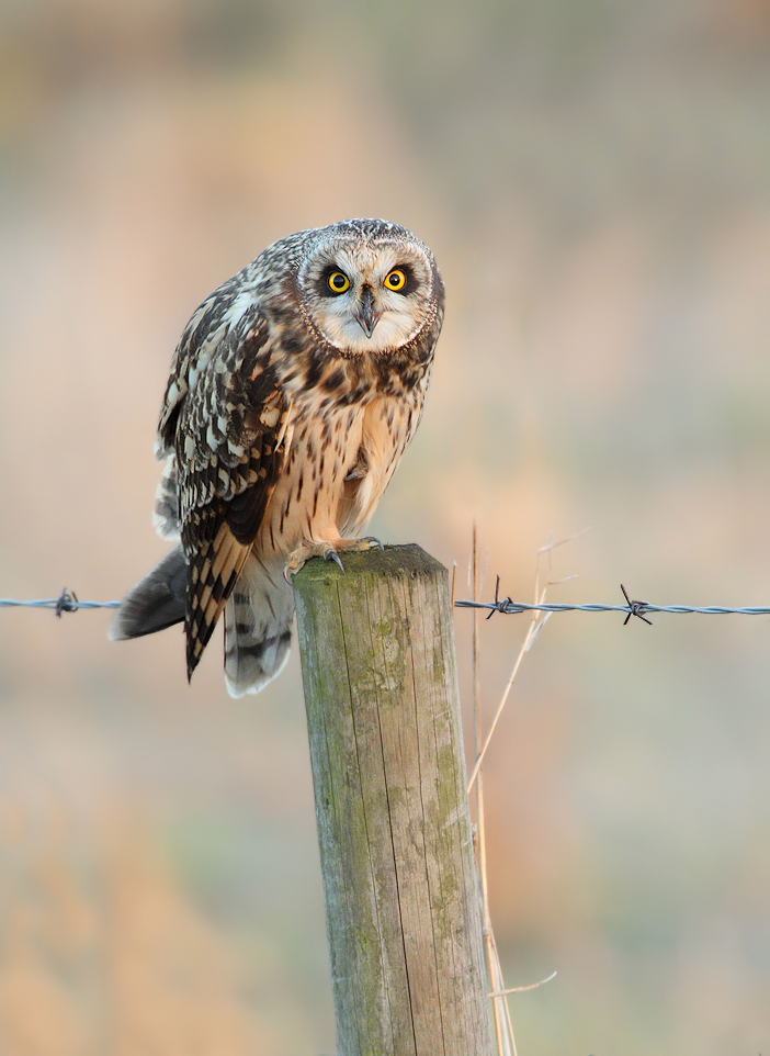 Short Eared Owl