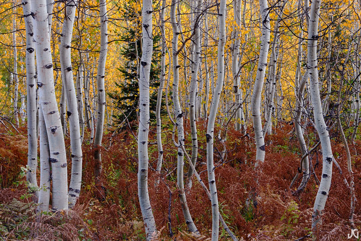 Chaotic Aspen
