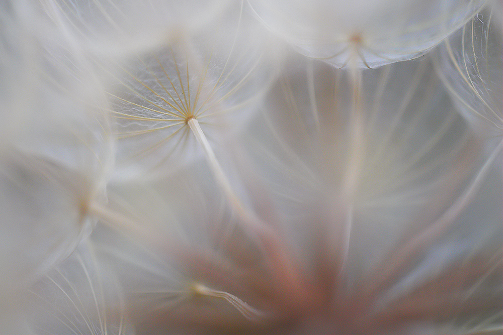 Oyster Bloom Dream