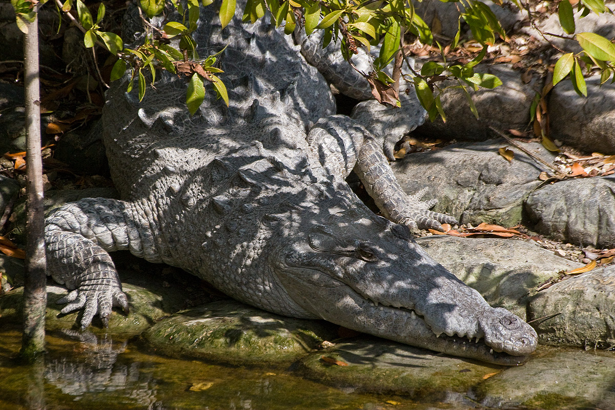 American Crocodile 
