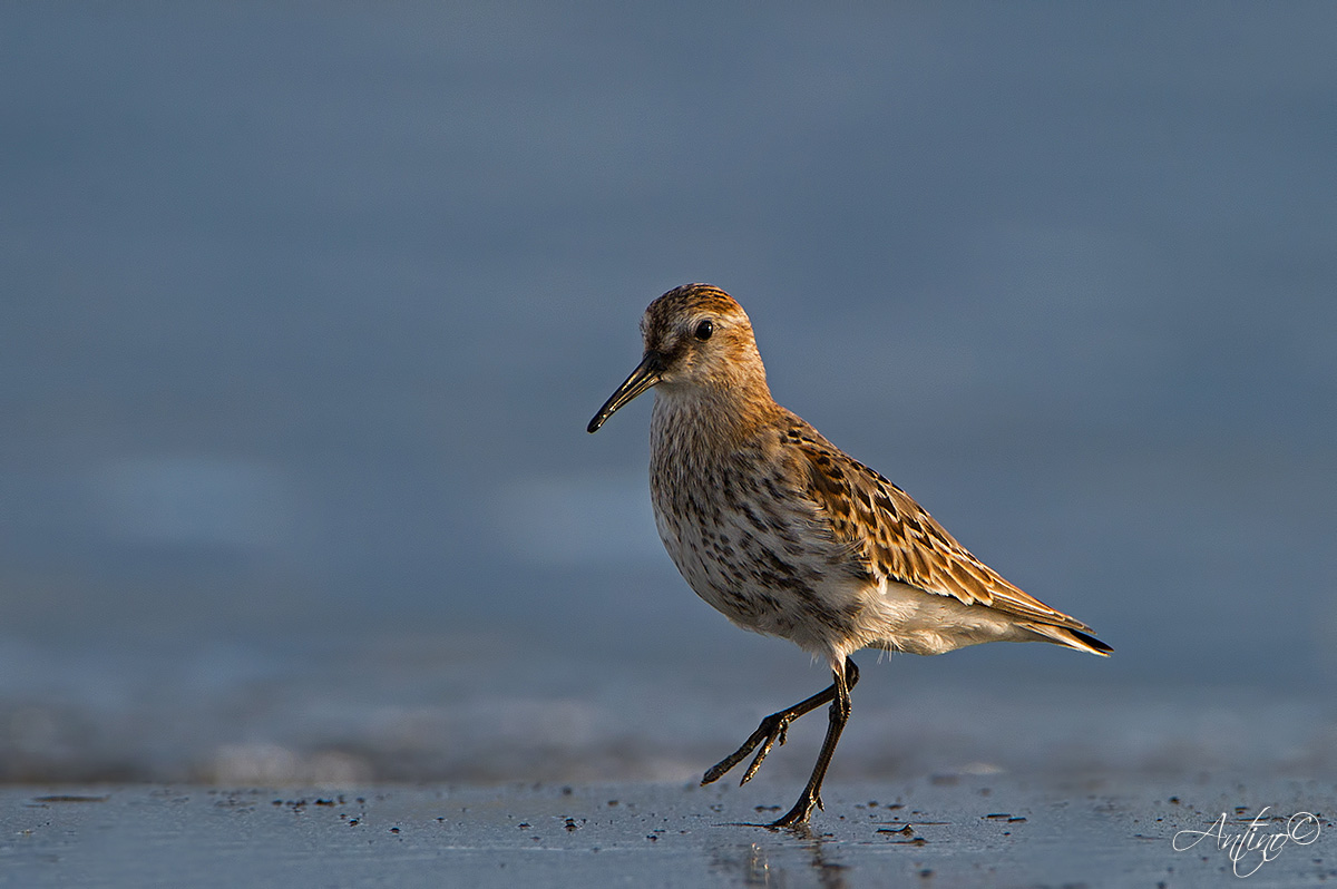 Dunlin