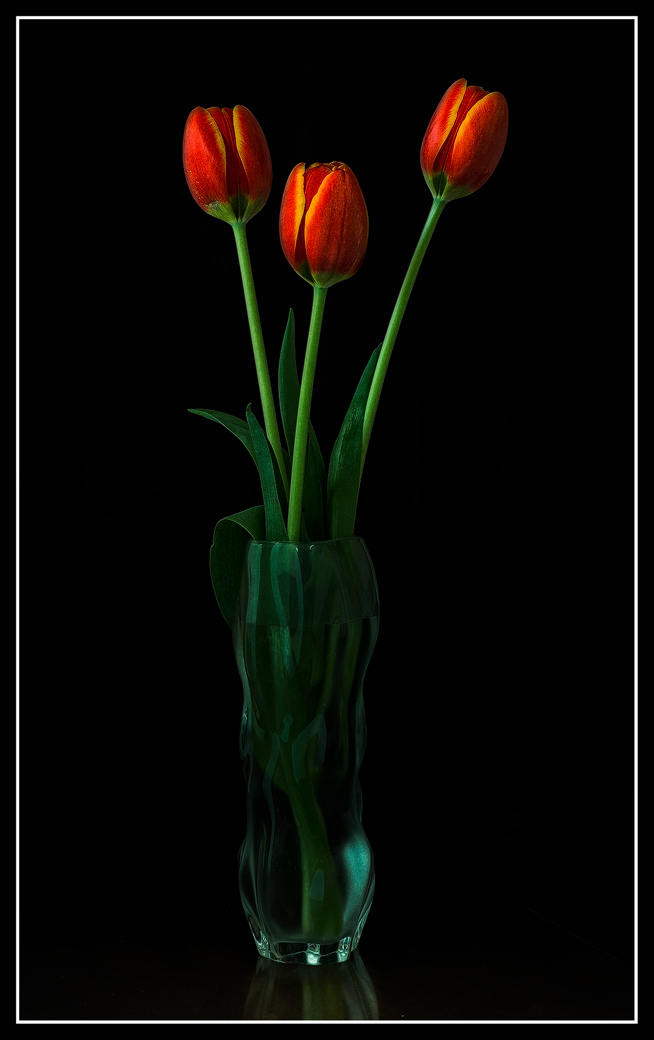Red Tulips