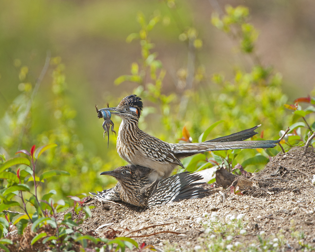 Greater Roadrunners