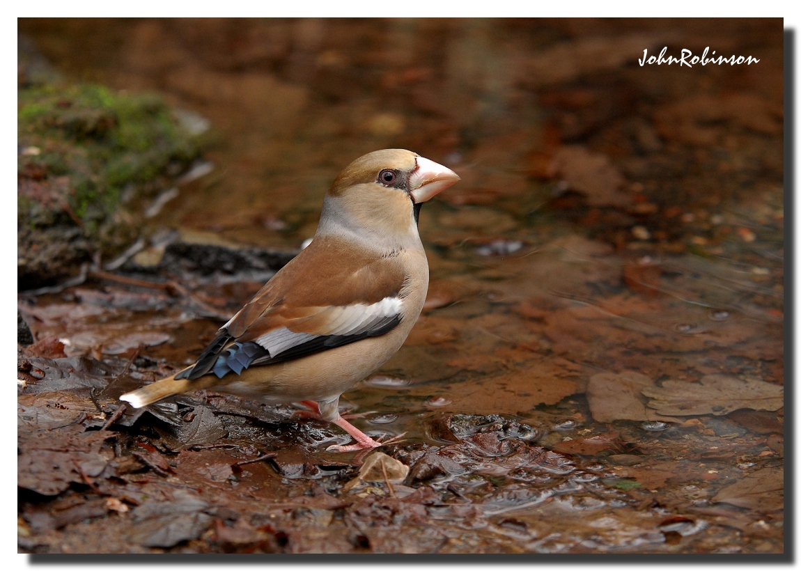 Hawfinch(Female)