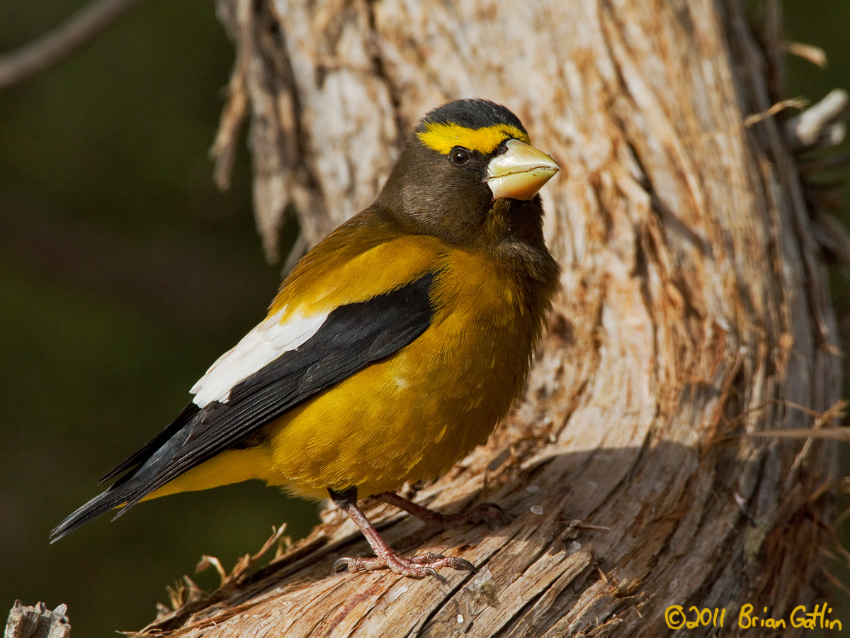 Evening Grosbeak+REPOST