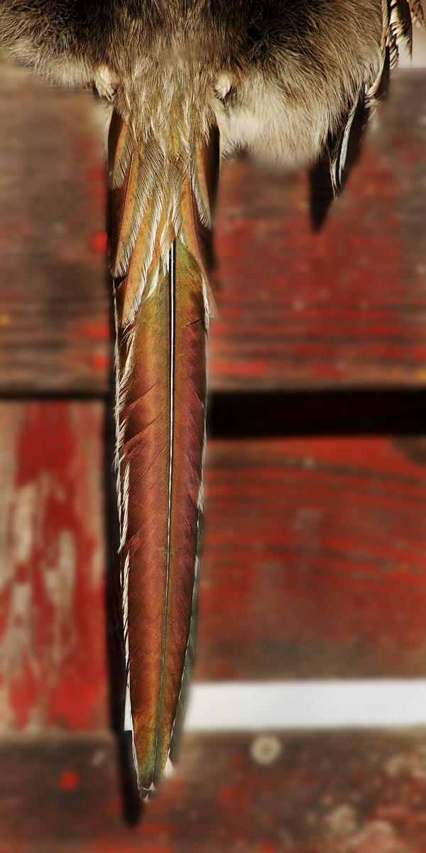Roadrunner Tail