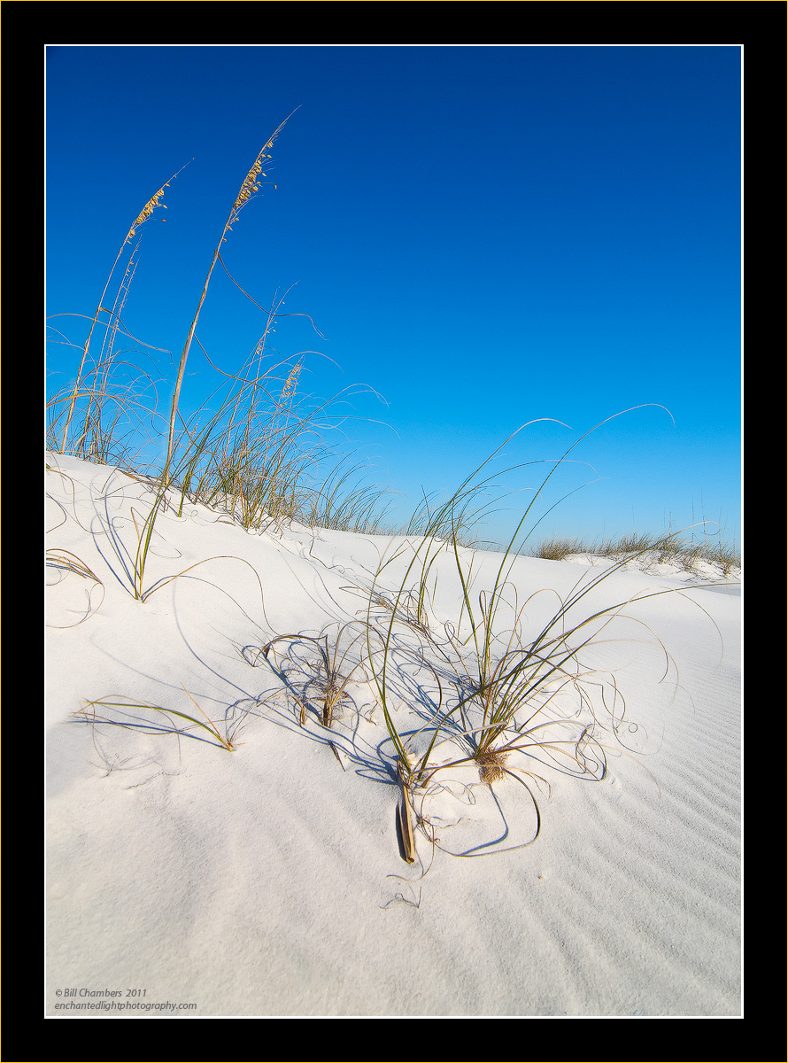 Sea Oats and Blue Skies