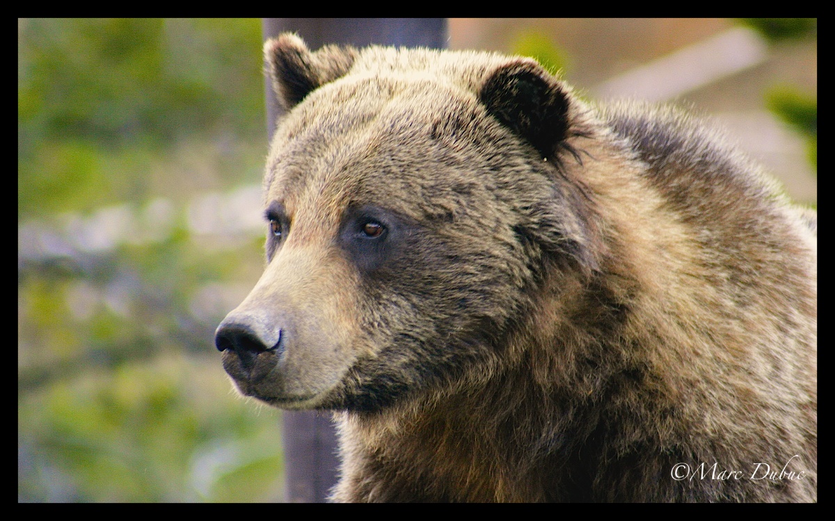 Grizzly 