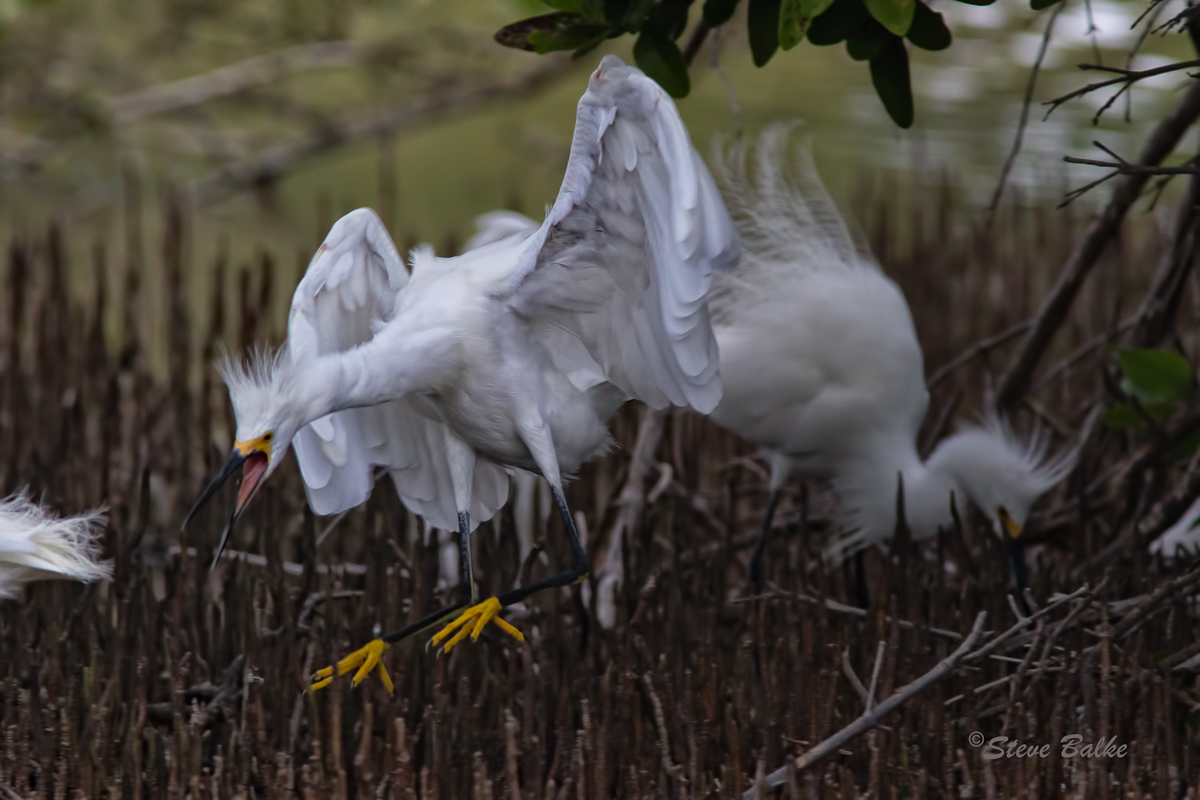 Fighting Egret+Repost