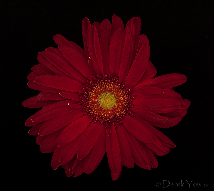 Gerbera Daisy (+repost)