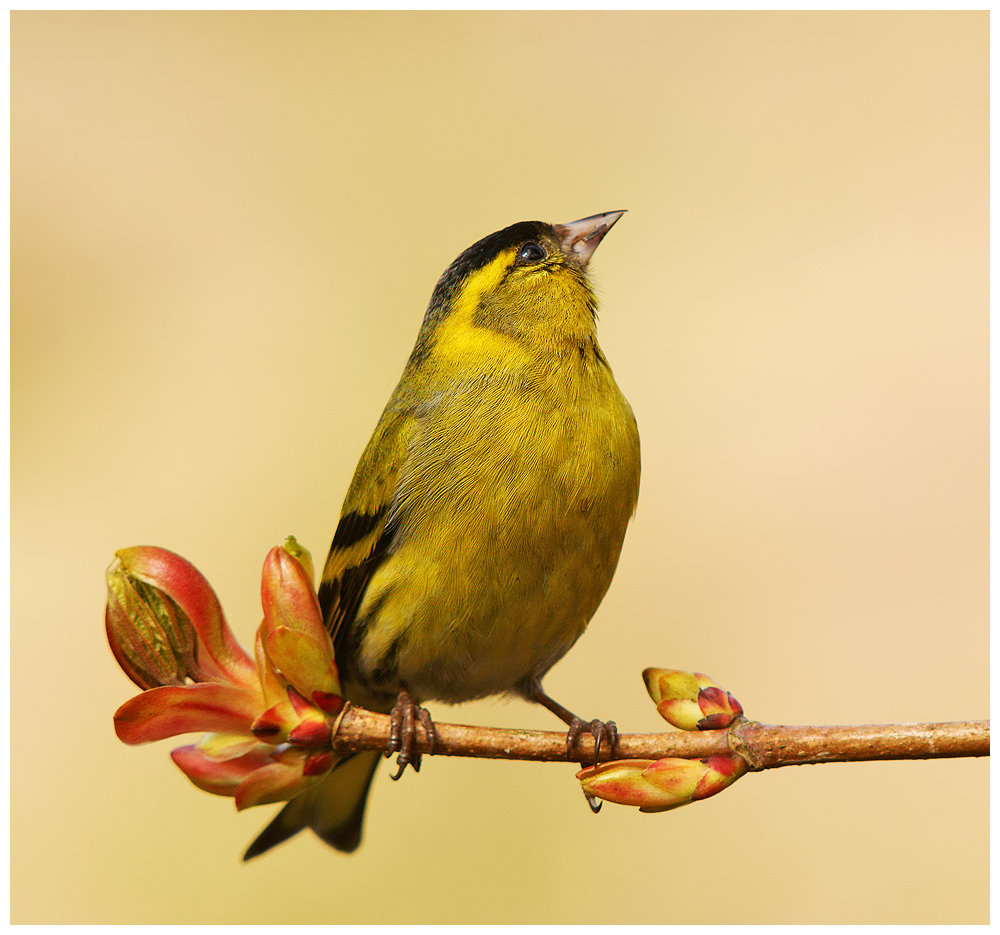 Male Siskin