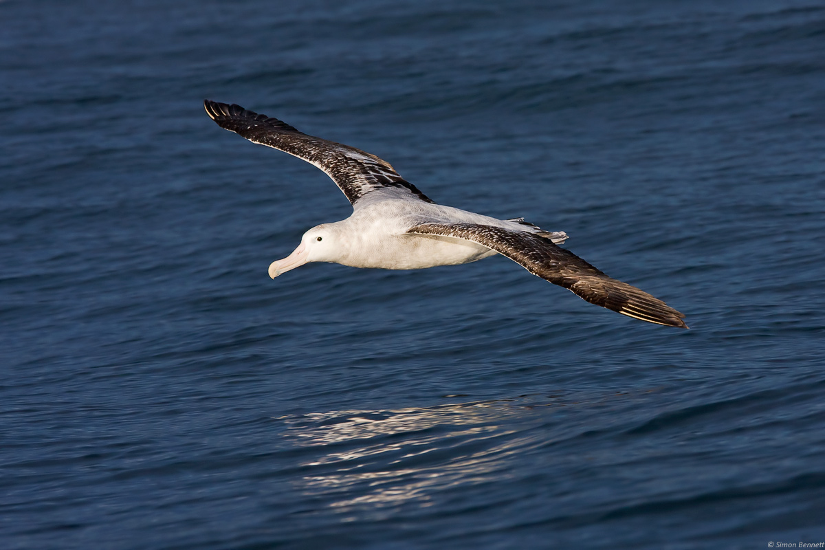 Wandering Albatross