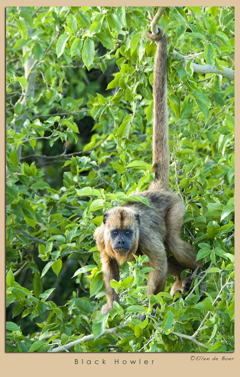 Black Howler.