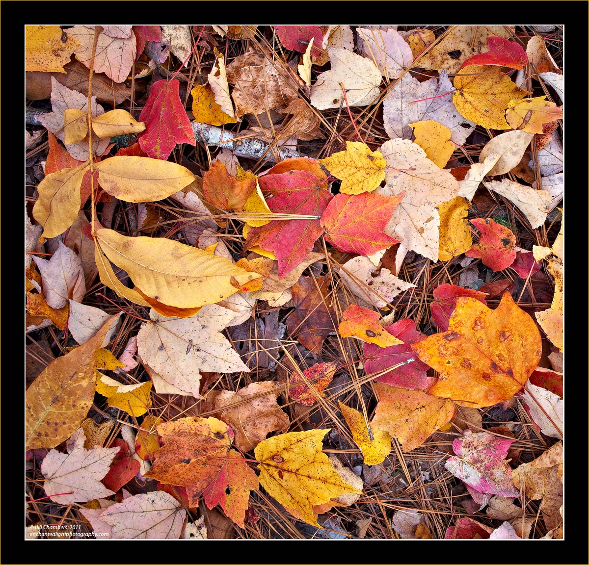 Leafscape 2