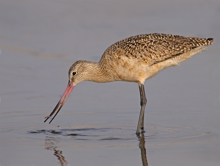 Marbled Godwit & Snack