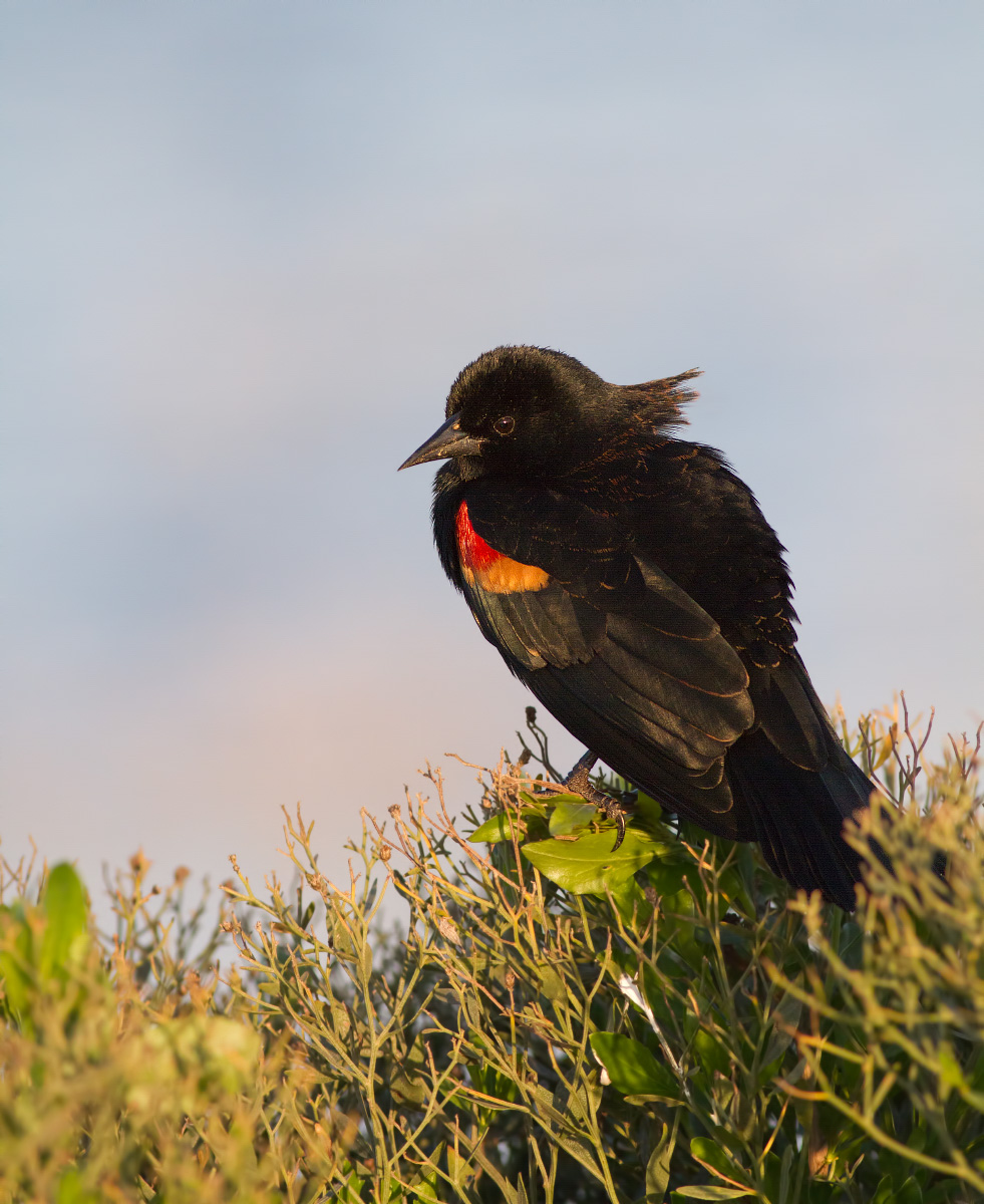Red-winged blackbird