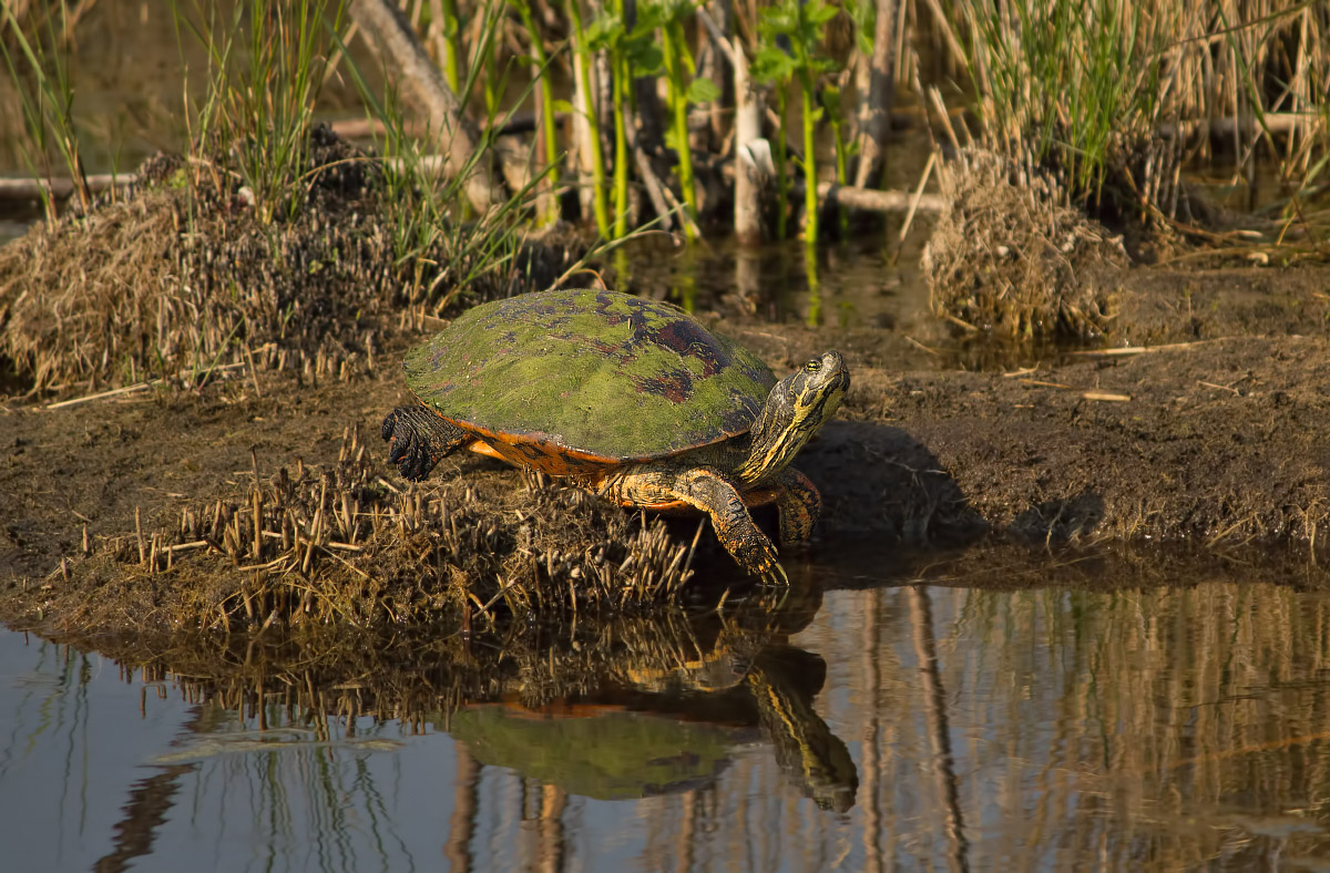 Red-bellied Turtle Sunning