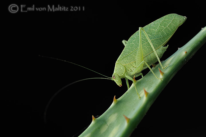 Leaf Katydid