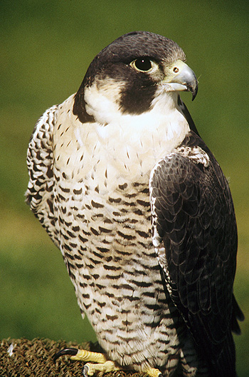 * PEREGRINE FALCON *