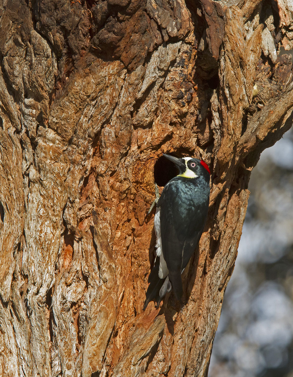 Acorn Woodpecker