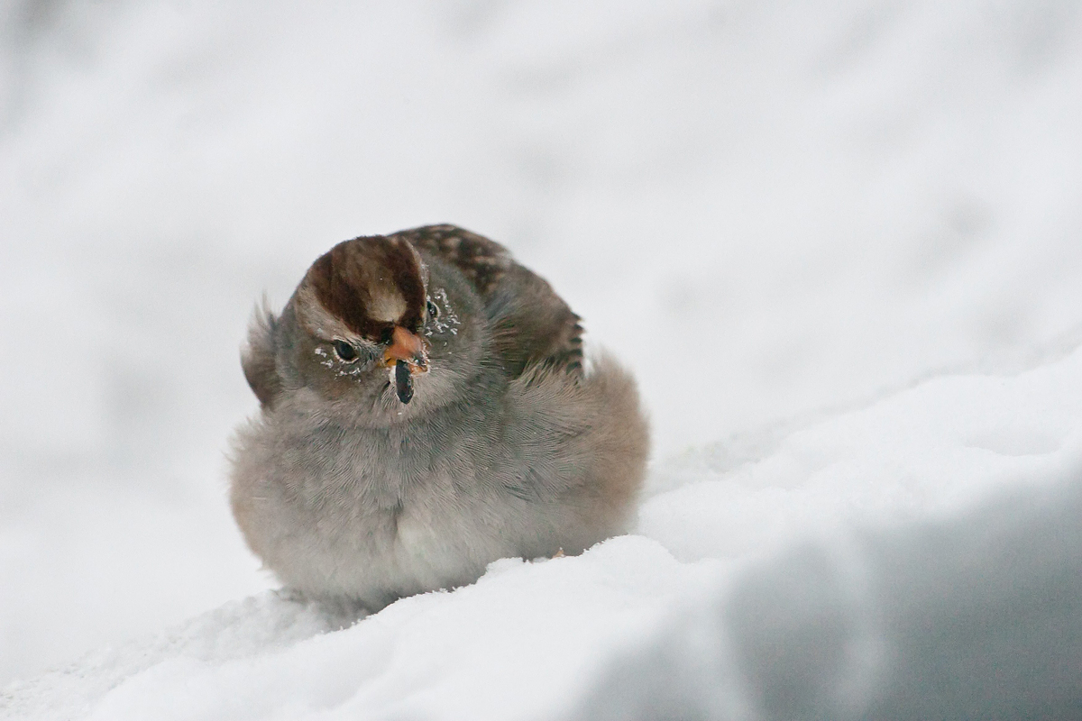 White-crowned Sparrow