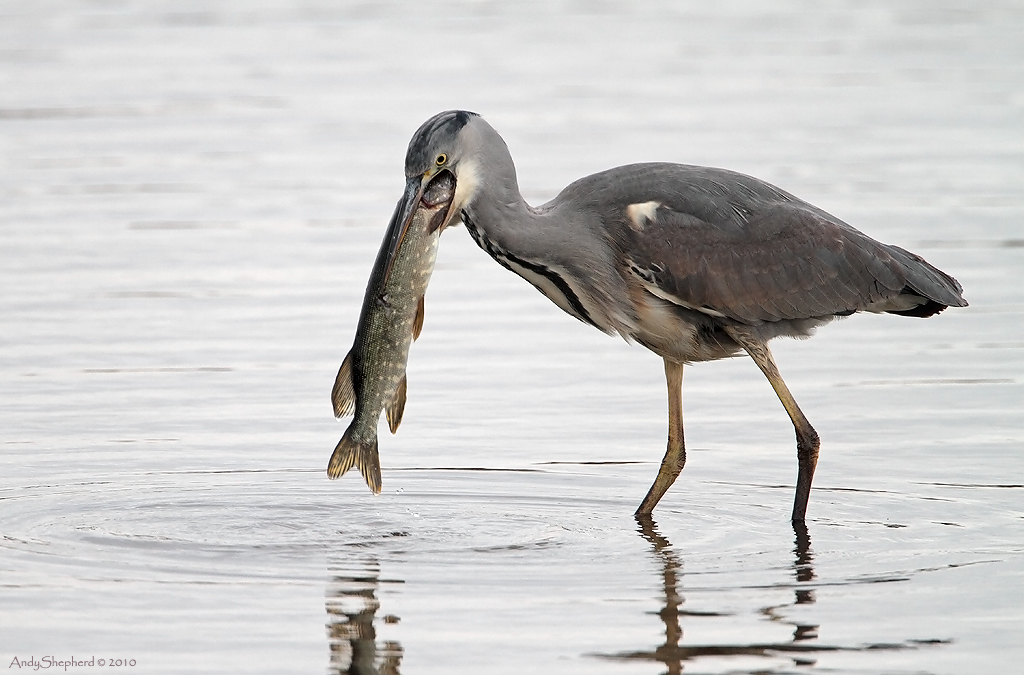 Heron with Pike