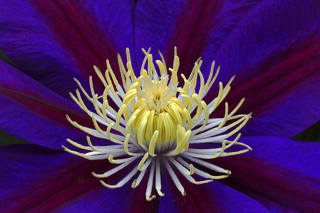 Purple clematis
