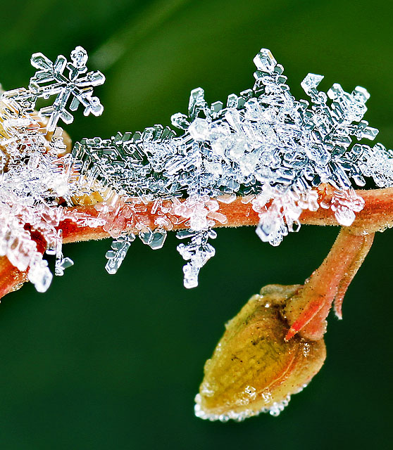 Snow dusting