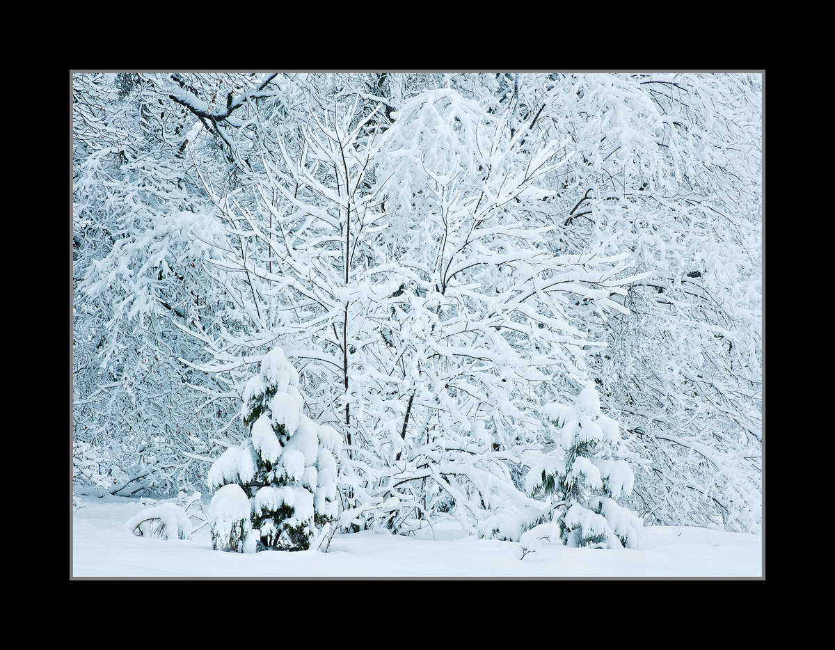 Winter Fresh