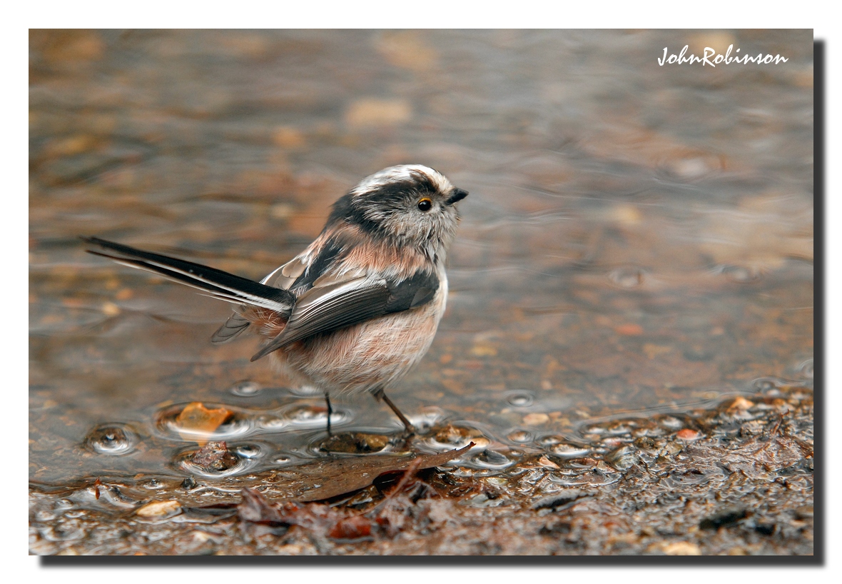 Long Tailed Tit at Pool