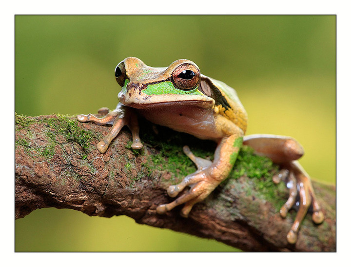 Tree Frog #2