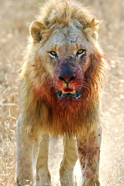 Majingilane Male Lion