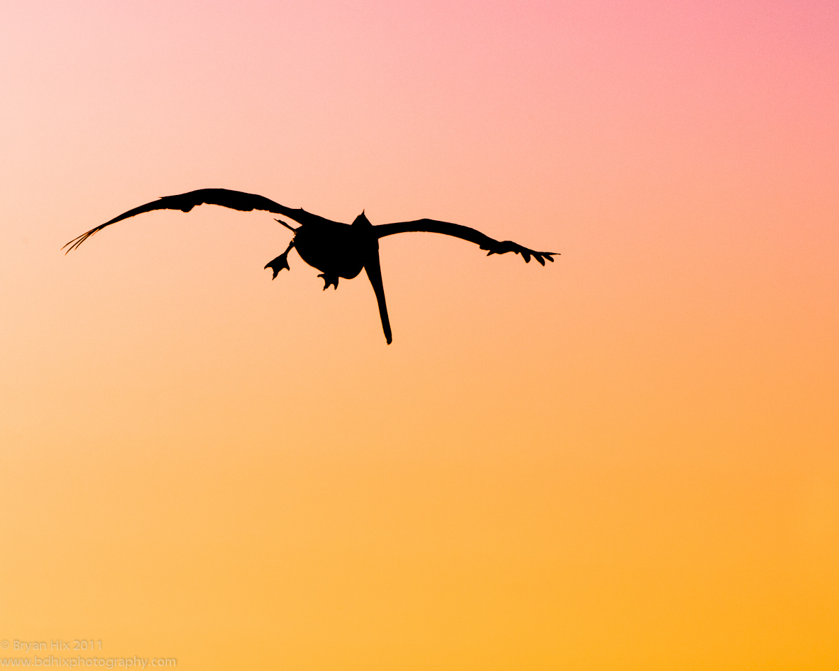 Pelican at Sunset