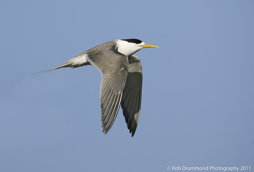 CrestedTern