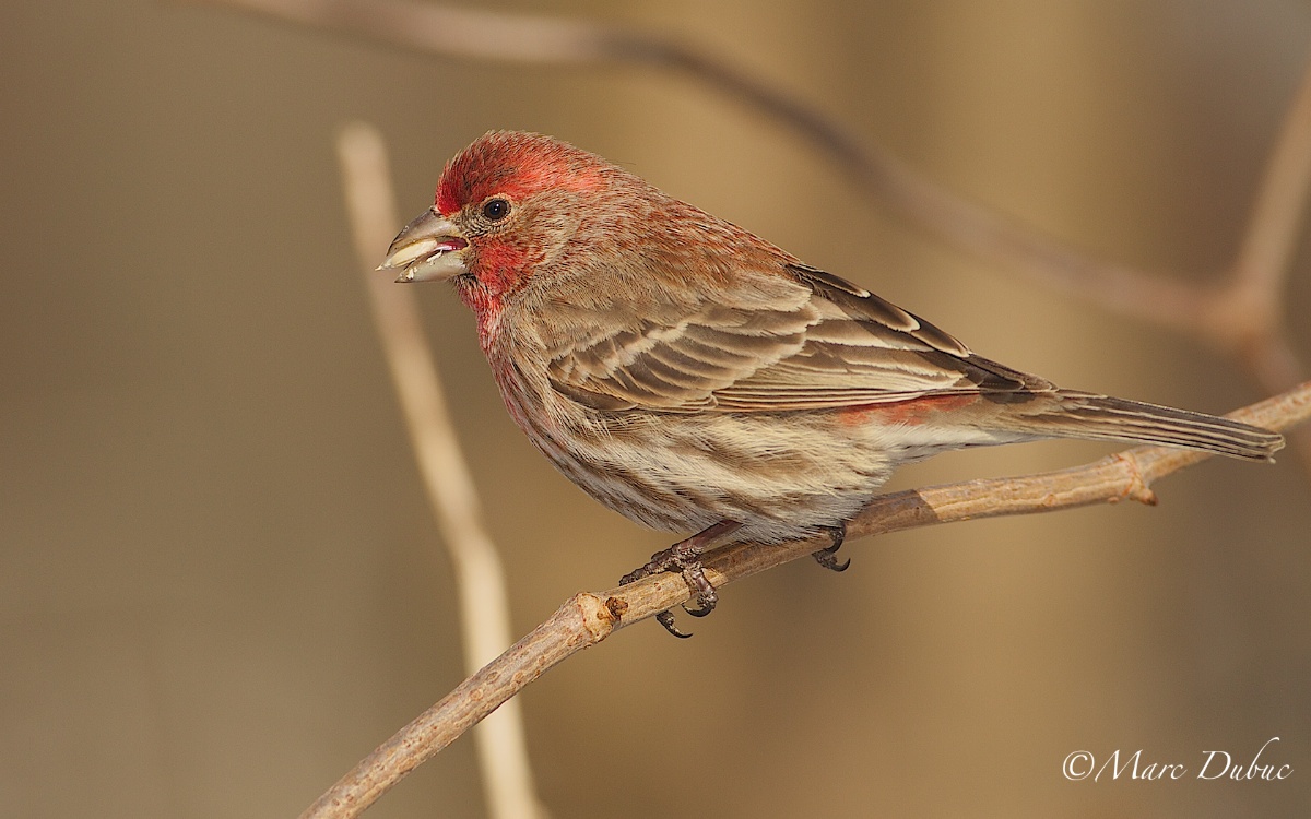 House Finch
