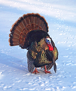 Strutting tom turkey (new larger repost in comments)