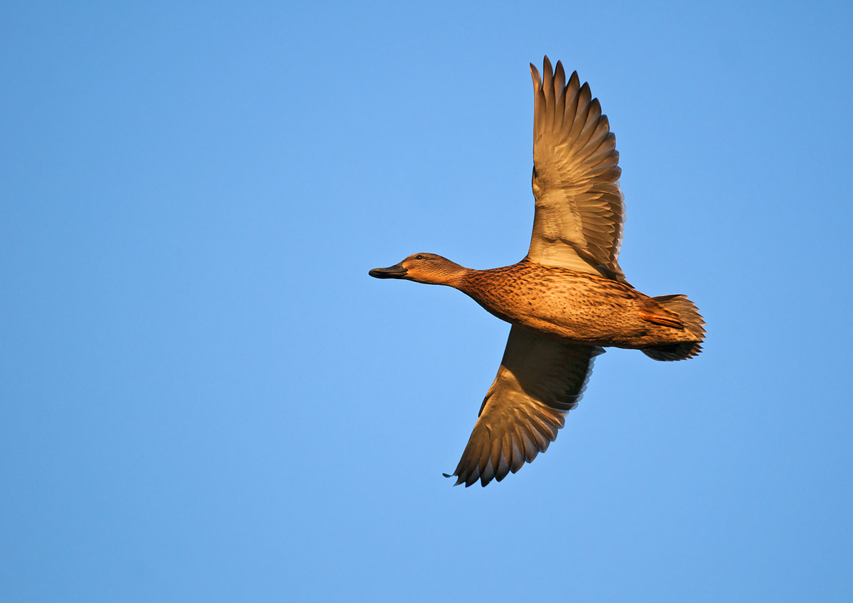 Female Mallard
