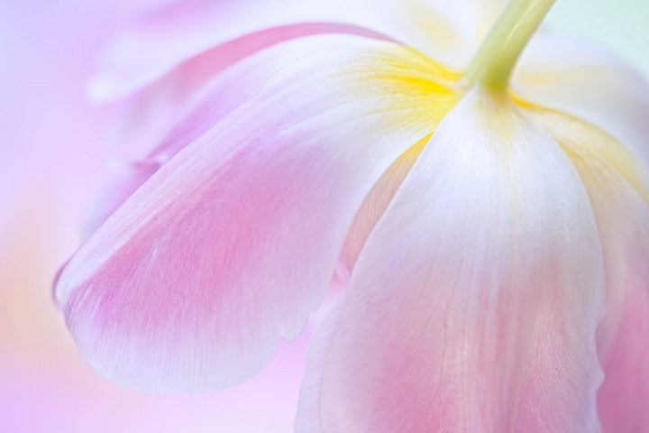 dreamful