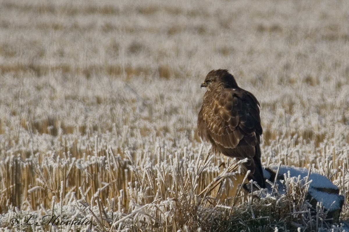 Common (frosted) Buzzard