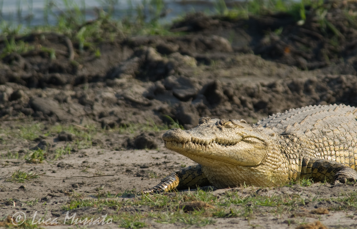 Nile Crocodile