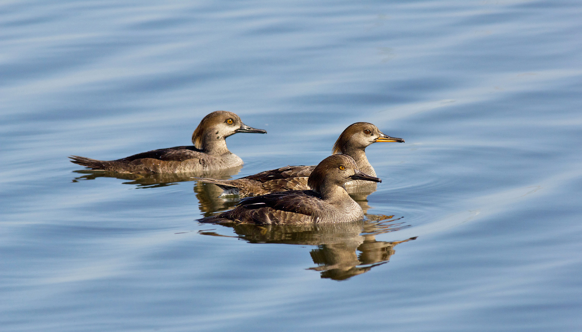 Hooded Mergansers