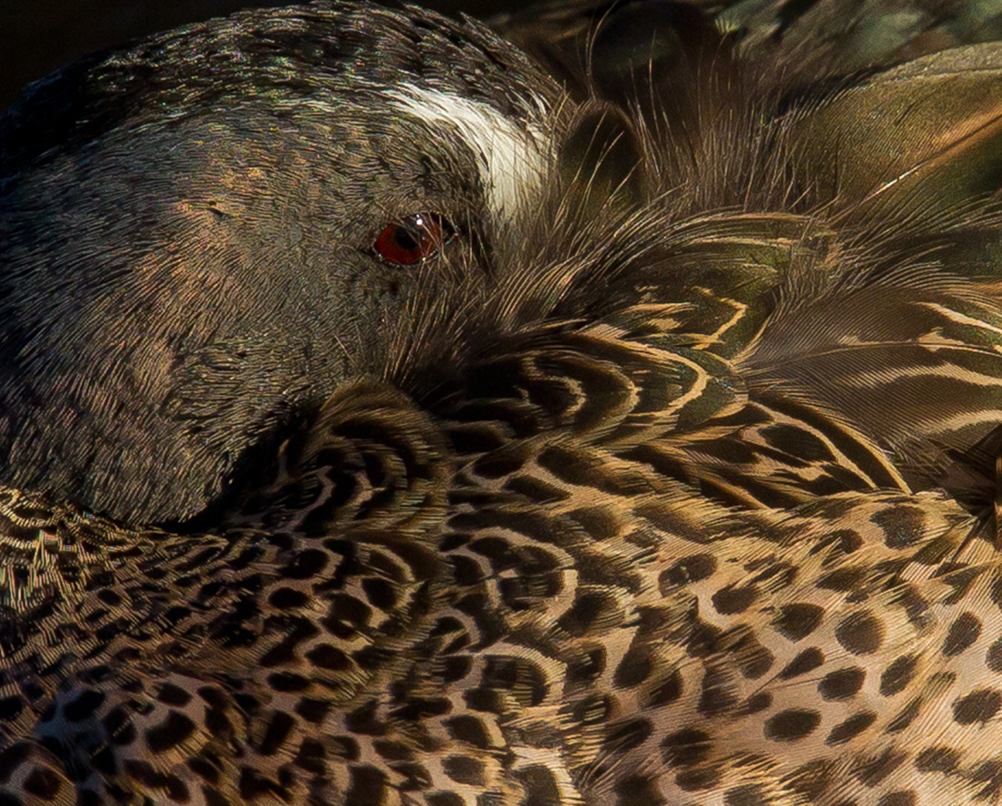 Blue-winged Teal Napping