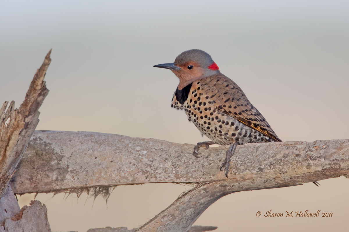 Northern Flicker