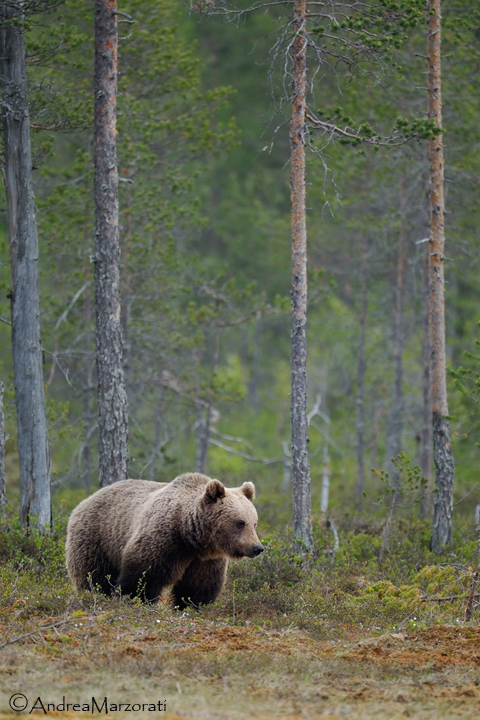 Brown bear