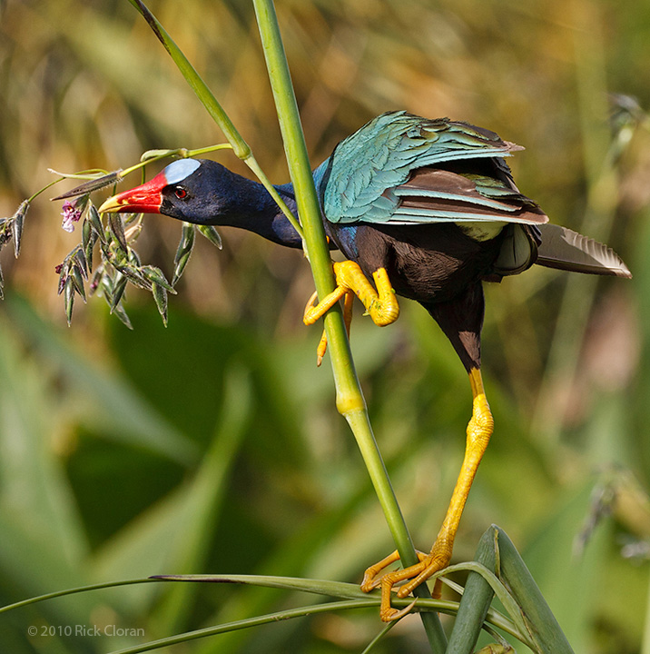 Purple Gallinule Feeding