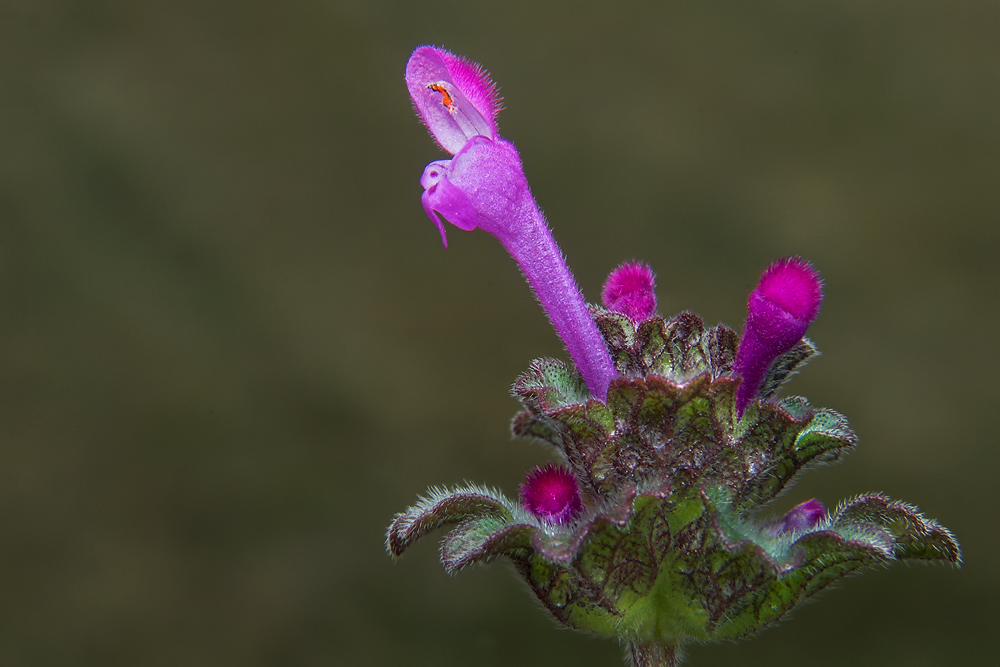 Henbit