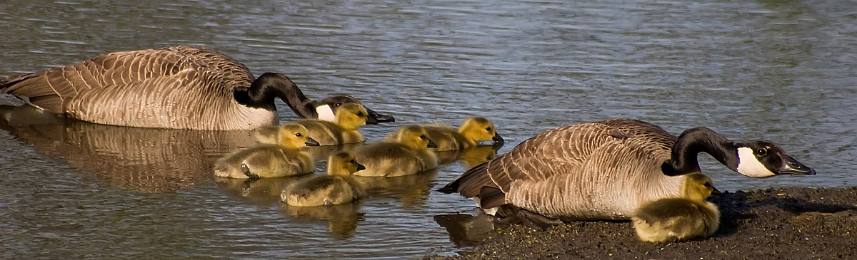 Mama, Papa and Kids